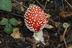 Vliegenzwam-Amanita muscaria