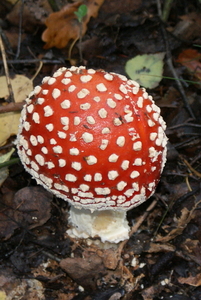 Vliegenzwam-Amanita muscaria