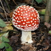 Vliegenzwam-Amanita muscaria