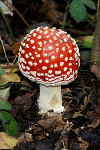 Vliegenzwam-Amanita muscaria