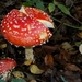 Vliegenzwam-Amanita muscaria