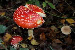 Vliegenzwam-Amanita muscaria