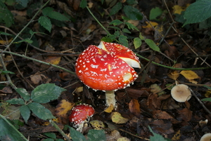 Vliegenzwam-Amanita muscaria