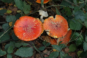 Vliegenzwam-Amanita muscaria