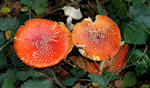 Vliegenzwam-Amanita muscaria