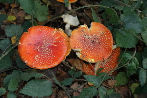 Vliegenzwam-Amanita muscaria