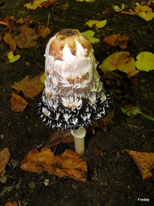 Geschubde inktzwam