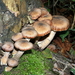 Paddestoelen