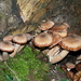 Paddestoelen-