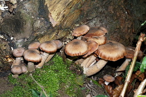 Paddestoelen-