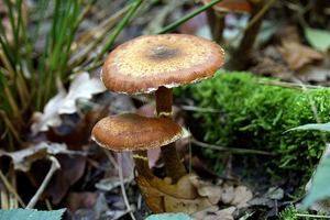 Paddestoelen