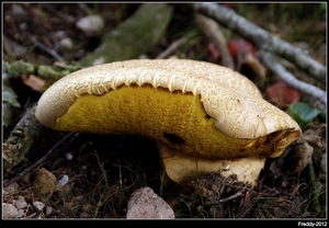 Paddestoelen-Boleeten