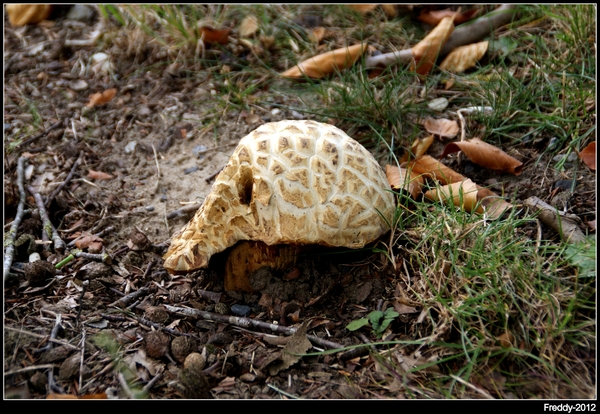 Paddestoelen-Boleeten