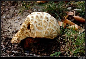 Paddestoelen-Boleeten