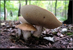 Paddestoelen