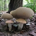 Paddestoelen