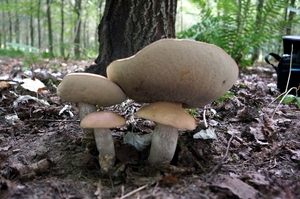 Paddestoelen