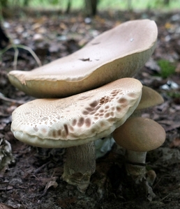 Paddestoelen