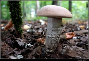 Paddestoelen