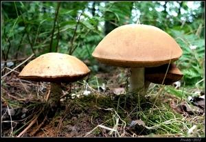 Paddestoelen