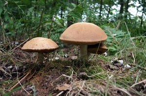 Paddestoelen