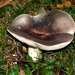 Russula