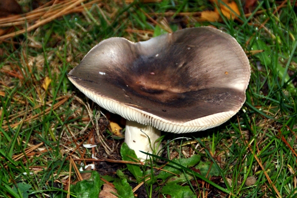 Russula