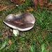 Russula