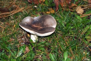 Russula