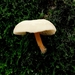 Paddestoelen-Rhodesgoed-Kachtem-2012