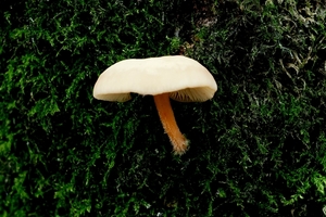 Paddestoelen-Rhodesgoed-Kachtem-2012