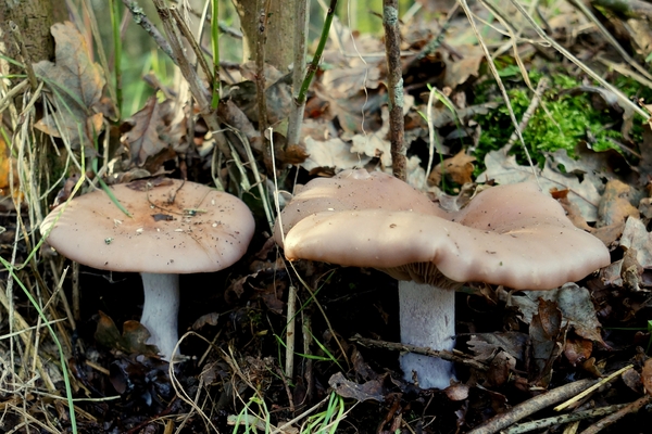 Paddestoelen-Rhodesgoed-Kachtem-2012