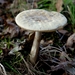 Paddestoelen-Rhodesgoed-Kachtem-2012