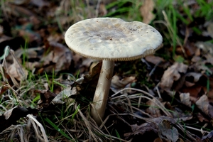 Paddestoelen-Rhodesgoed-Kachtem-2012