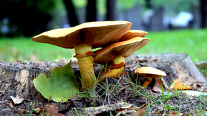 Paddestoelen--7-9-14