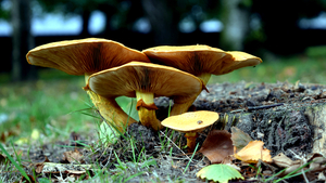 Paddestoelen-7-9-2014