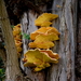 Paddestoelen-sept. 2016