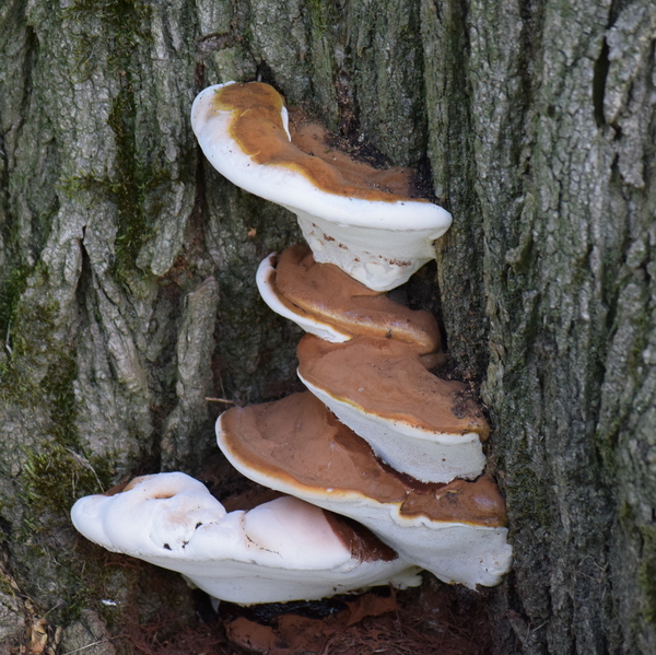 Paddestoelen-sept. 2016