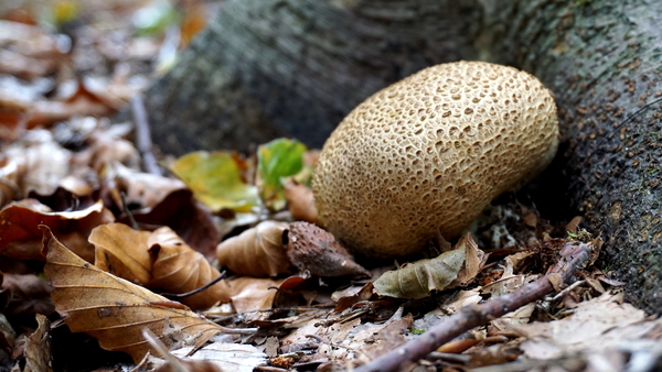 Paddestoelen-sept. 2016