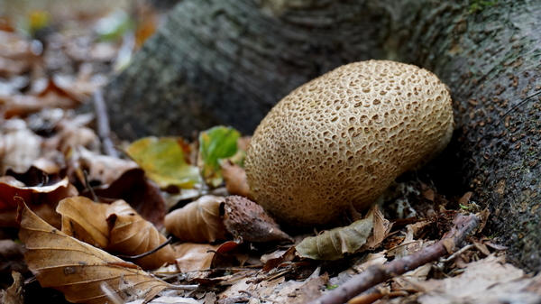 Paddestoelen-sept. 2016