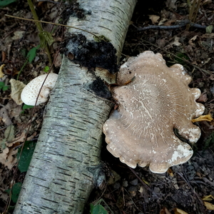 Paddestoelen-sept. 2016