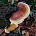 Paddestoelen-sept. 2016