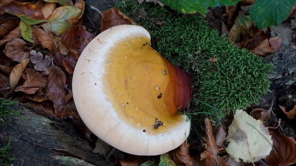 Paddestoelen-sept. 2016