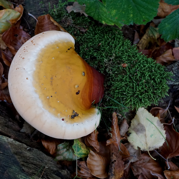 Paddestoelen-sept. 2016