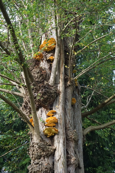 Paddestoelen-sept. 2016