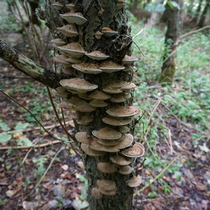 Paddestoelen-sept. 2016