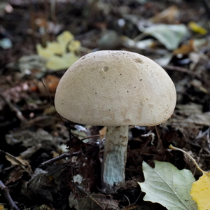 Paddestoelen-sept. 2016