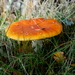 Paddestoelen-9-11-2019