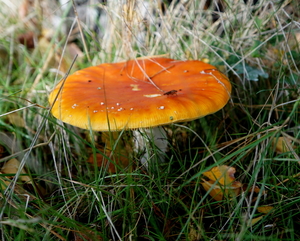 Paddestoelen-9-11-2019