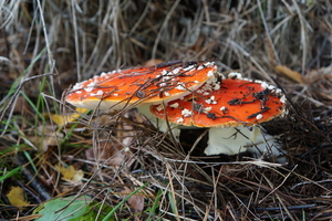 Paddestoelen-9-11-2019